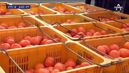 “생산비라도 건져야”…새벽부터 줄 서는 ‘귤 트럭’