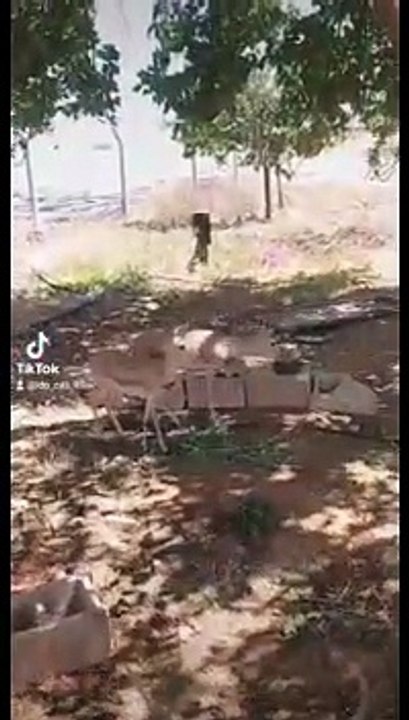 Urfa’da devlet eliyle ceylan ticareti: Ceylanlar evcilleşemez