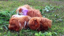 Cute bunch of guinea pigs eating grass in an outdoor garden and happily teasing each other