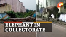 Elephant Enters Collector Office; Panic Among Locals