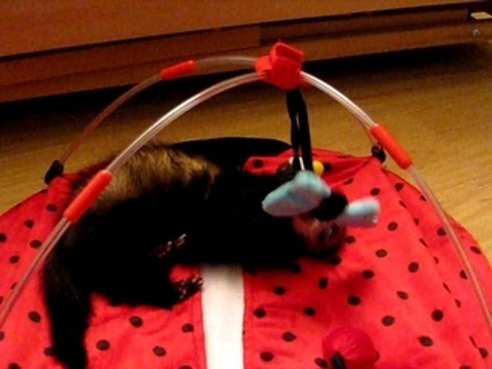 Kiaräh et la coccinelle