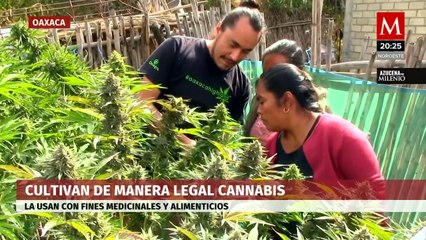 Campesinos de 10 comunidades indígenas cosechan marihuana en Oaxaca