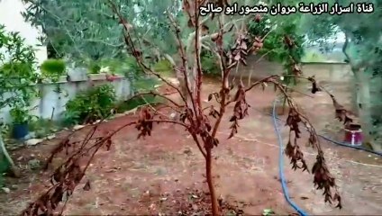 اخطر حشرة ممكن ان تراها لا يؤثر بها اي مبيد حشري  The most dangerous insect that you can see does not work with any insecticide