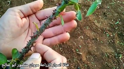 اIf the thorns are many, this means that the rose smells strongذا كانت الاشواك كثيرة هذا يعني رائحة الوردة قوية