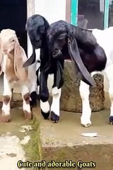 Cute and adorable Goats