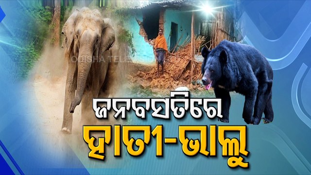 Elephant Menace In Khordha Town- Panic Grips Residents