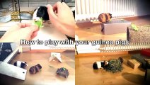 How To Tame, Train & Challenge Your Guinea Pigs _ Guinea Pig Tips