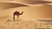 Mauritania: Camel corps boosts regional security