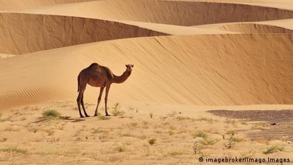 Mauritania: Camel corps boosts regional security