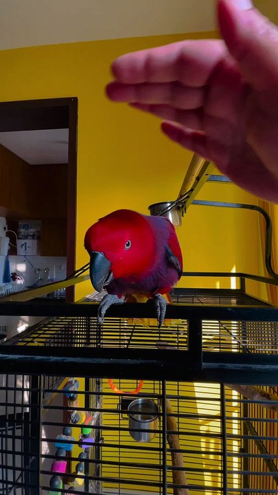 Parrot Sings iPhone Ringtone