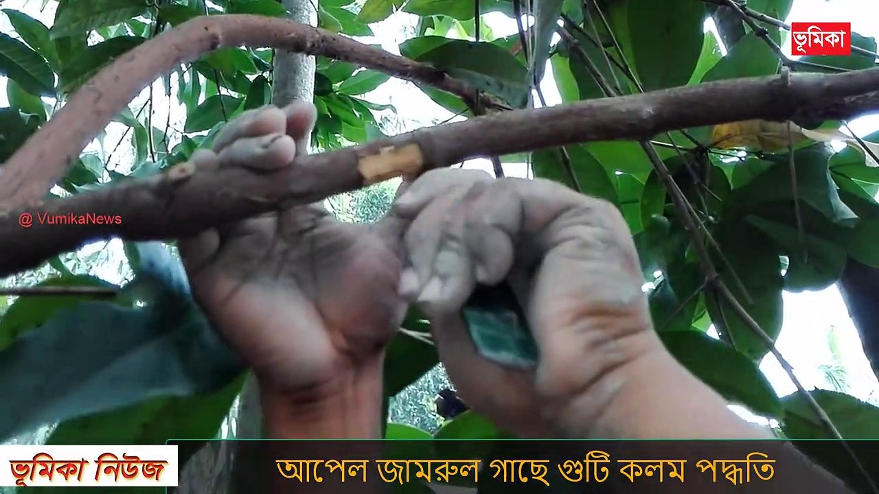 জামরুল গাছে কলম করার পদ্ধতি - গুটি কলম করার পদ্ধতি - কলম করার পদ্ধতি | air layering water apple  | Vumika TV। ভূমিকা টিভি
