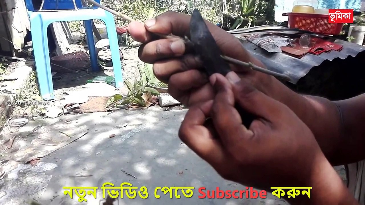 কুল_বরই গাছকে গ্রাফটিং করে উন্নত জাতে পরিনত করার পদ্ধতি  | Grafting on Jujube Trees | Vumika agro  | Vumika TV। ভূমিকা টিভি