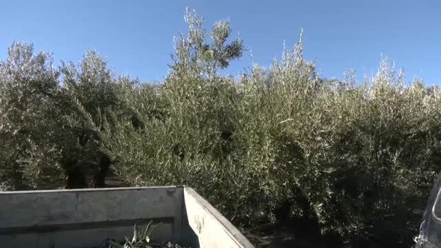 Se adelanta la campaña de recogida de aceitunas debido a la falta de lluvias