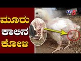 3 Legs Baby Chick | Hen | Dharwad | TV5 Kannada