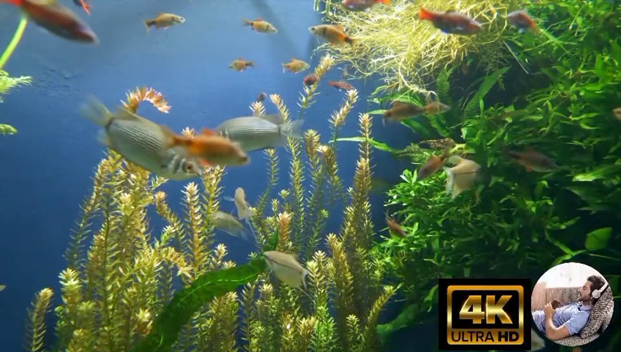 Stunning Aquarium Relax Music, Beautiful Aquarium Coral Reef Fish ...