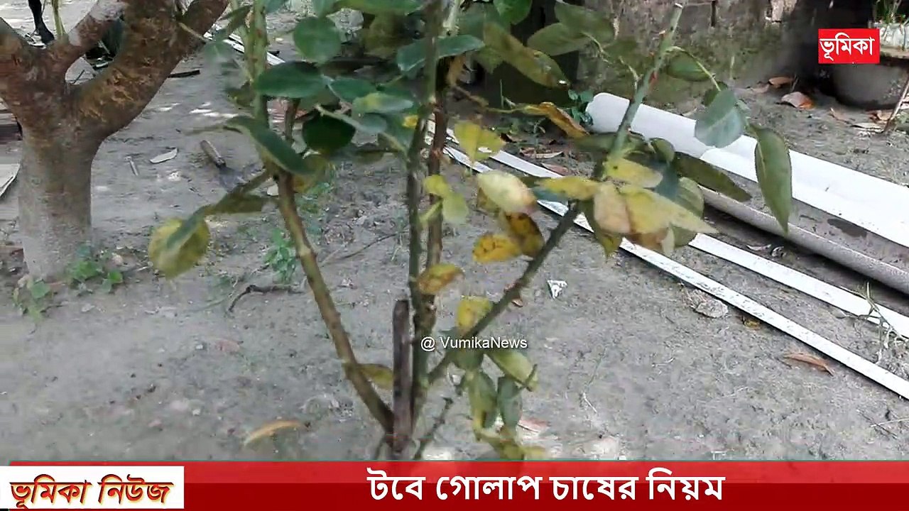 কিভাবে টবে গোলাপ ফুল গাছ লাগাবেন নিয়ম | গোলাপ গাছের জন্য টবের মাটি তৈরি করুন |  ছাদ কৃষি | Vumika agro  | Vumika TV। ভূমিকা টিভি