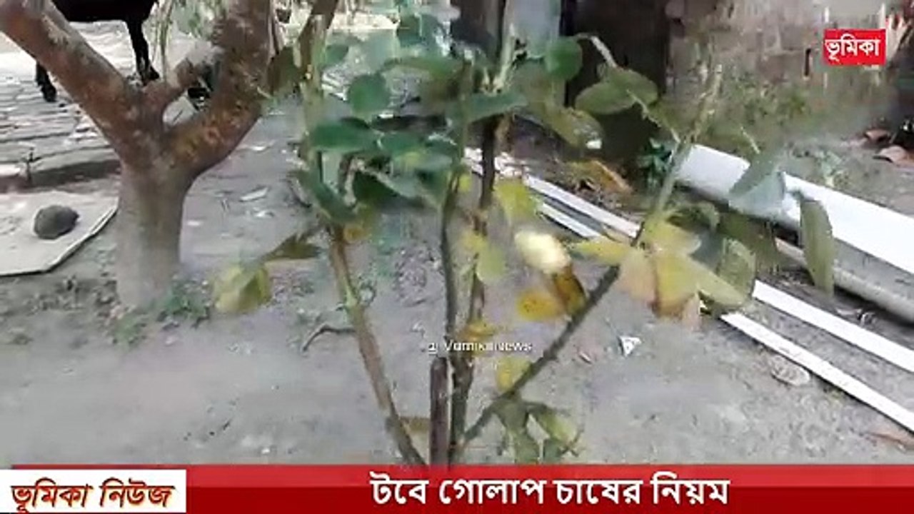 কিভাবে টবে গোলাপ ফুল গাছ লাগাবেন নিয়ম | গোলাপ গাছের জন্য টবের মাটি তৈরি করুন |  ছাদ কৃষি | Vumika agro  | Vumika TV। ভূমিকা টিভি