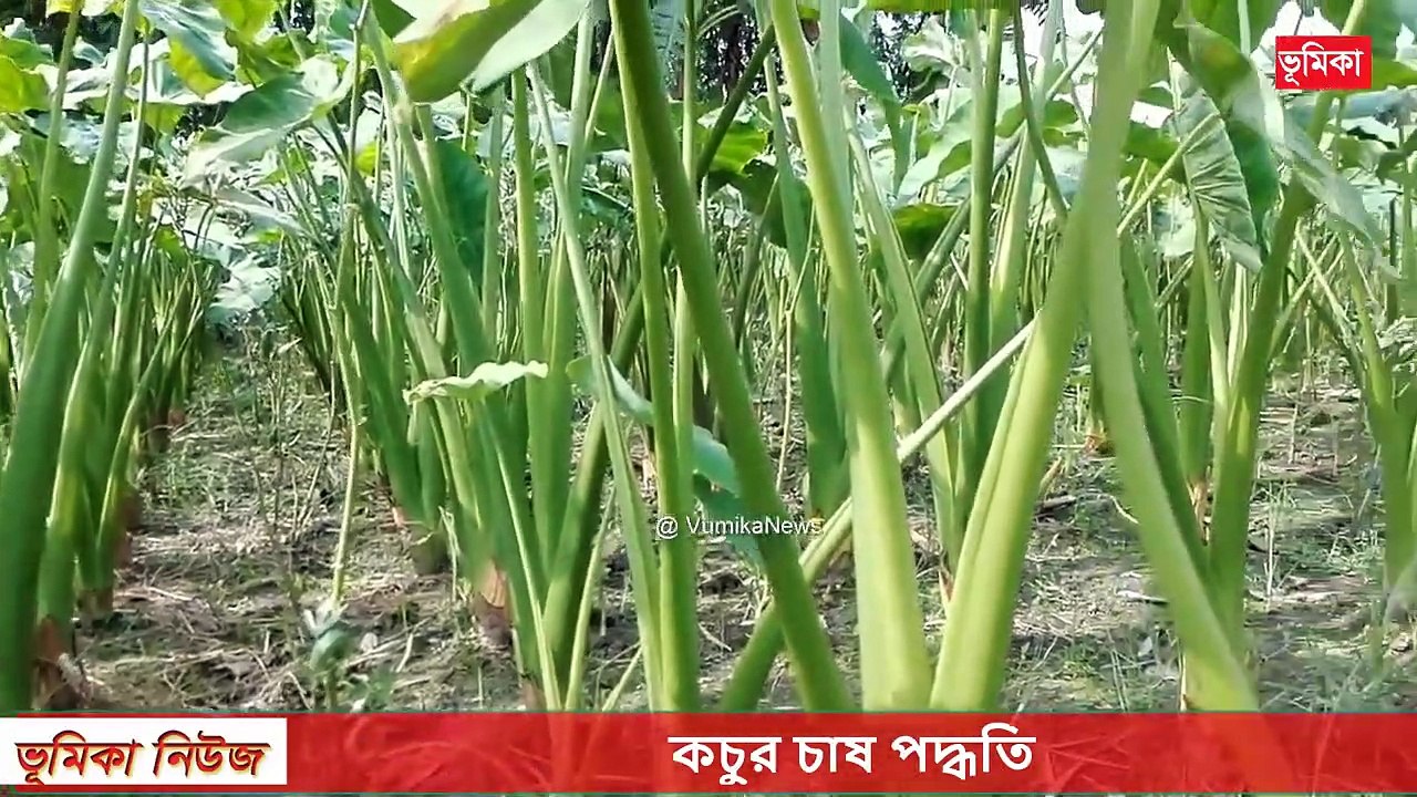 কচুর চাষ পদ্ধতি _ Arum-lobe cultivation _ পানিকচু চাষে অবিশ্বাস্য সাফল্য _ Vumika Agro _ Vomika Agro