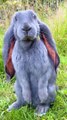 Flemish Rabbit - HUGE SIZE RABBIT - 4K CUTE RABBIT - PETS WORLD #TIKTOK #SHORT #VIRAL