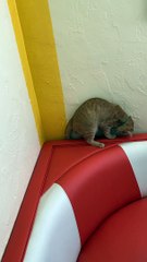 Disappearing Tail Keeps Kitty Entertained