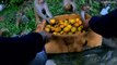 Amazing monkey video || So many monkey eating sugar supari mango || feeding sugar supari mango