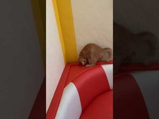 Disappearing Tail Keeps Kitty Entertained