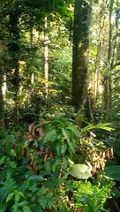 Daerah hutan terarang perbatasan Baduy dalem dan luar