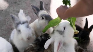 A group of young rabbits are competing for food rabbits