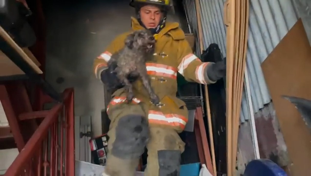 ext-rescate-perro-incendio-150122