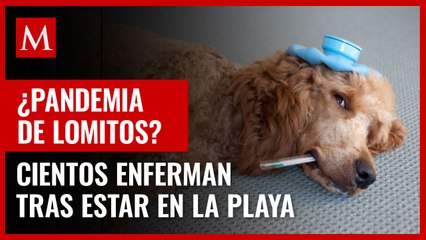 Cientos de perros enferman tras estar en la playa; veterinarios desconocen la razón