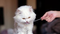 Persian cat sits eating from a spoon, licks food from a spoon