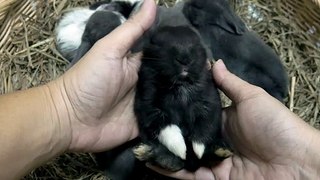 Lady holding lovely twenty days baby rabbit in a hay nest