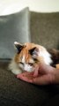 Person Feeding a Cat - Cute Cat 4k Video - Pets World #tiktok #viral