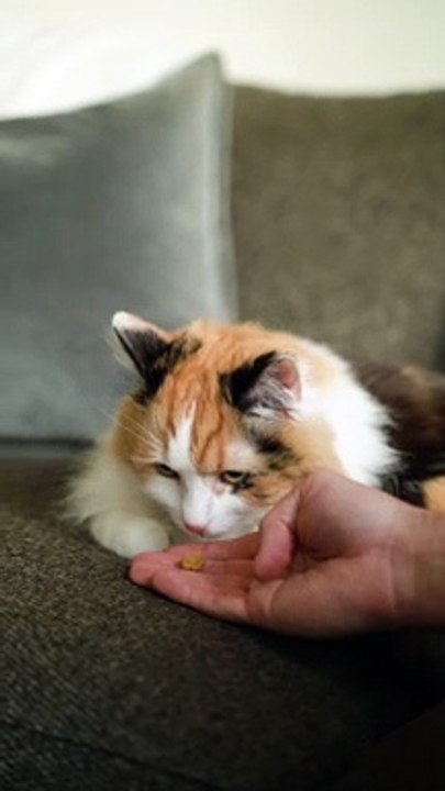 Person Feeding a Cat - Cute Cat 4k Video - Pets World #tiktok #viral