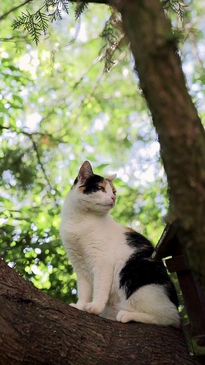Cat on the Top of a Tree - Cute Cat 4K Video - Pets World #Tiktok #Viral #Short