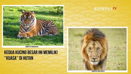 Siapa yang Paling Berkuasa, Harimau atau Singa?