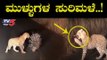 ಚಿರತೆ ಮೇಲೆ ಮುಳ್ಳುಹಂದಿಯ ಮುಳ್ಳುಗಳ ಸುರಿಮಳೆ | Leopard Fights Porcupine | Chamrajnagar  | TV5 Kannada