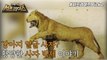 [HOT] Taxidermist's absurd lion stuffed,신비한TV 서프라이즈 220116