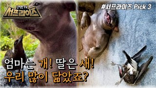 [HOT] Friendship that transcends their species!,신비한TV 서프라이즈 220116