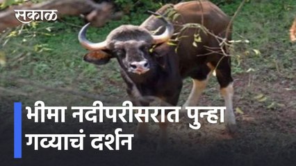 BREAKING NEWS | भीमा नदीपरीसरात पुन्हा गव्याचं दर्शन, बारामतीत गव्याच्या वावराने दहशत l Sakal