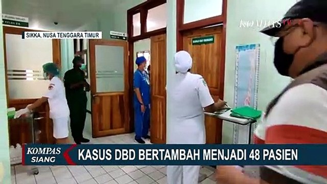 Waspada! Kasus DBD di Sikka Bertambah jadi 48 Pasien dan Didominasi Anak-anak