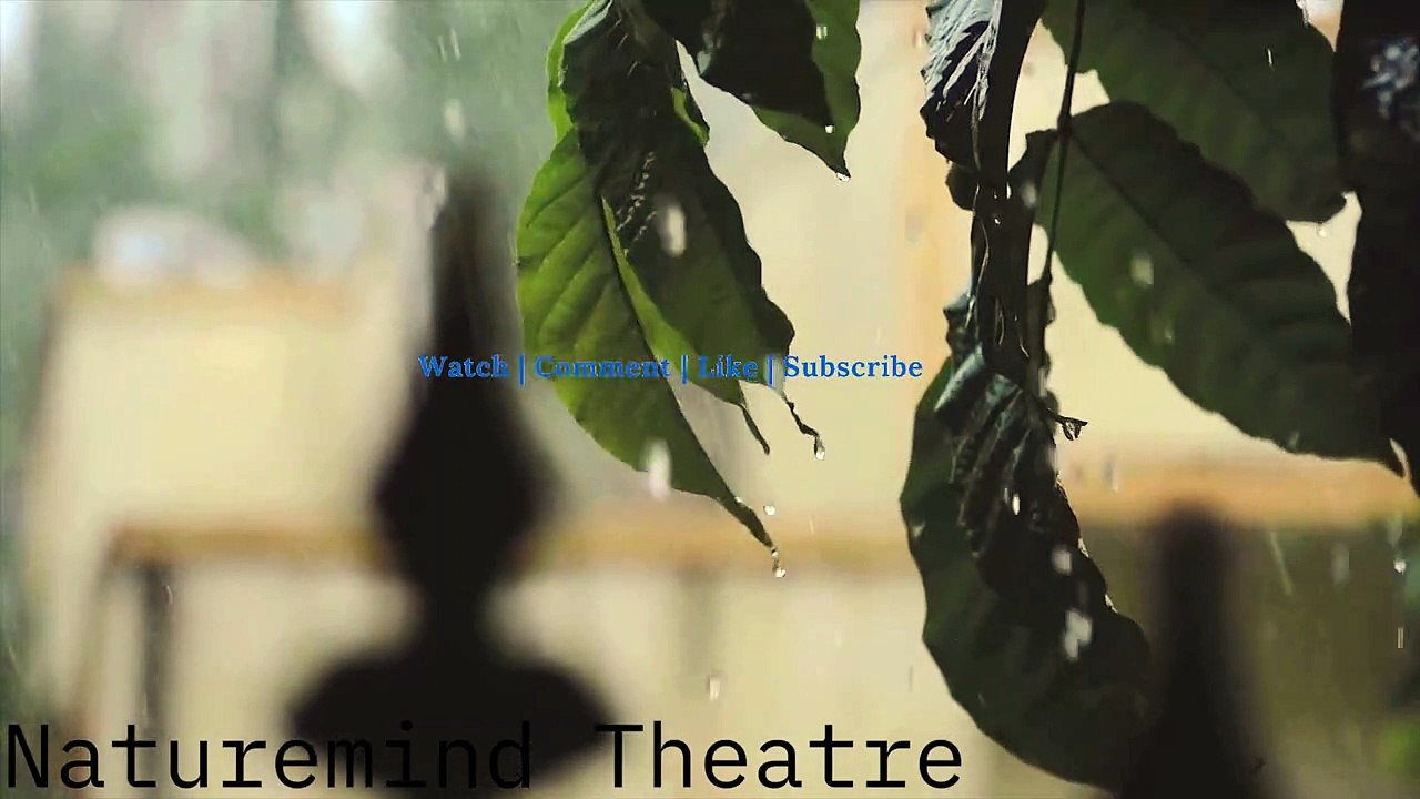 Soothing Rainfall Dripping In Forest (For Sleep, Meditation, Relaxing, Study, Reduce Stress)