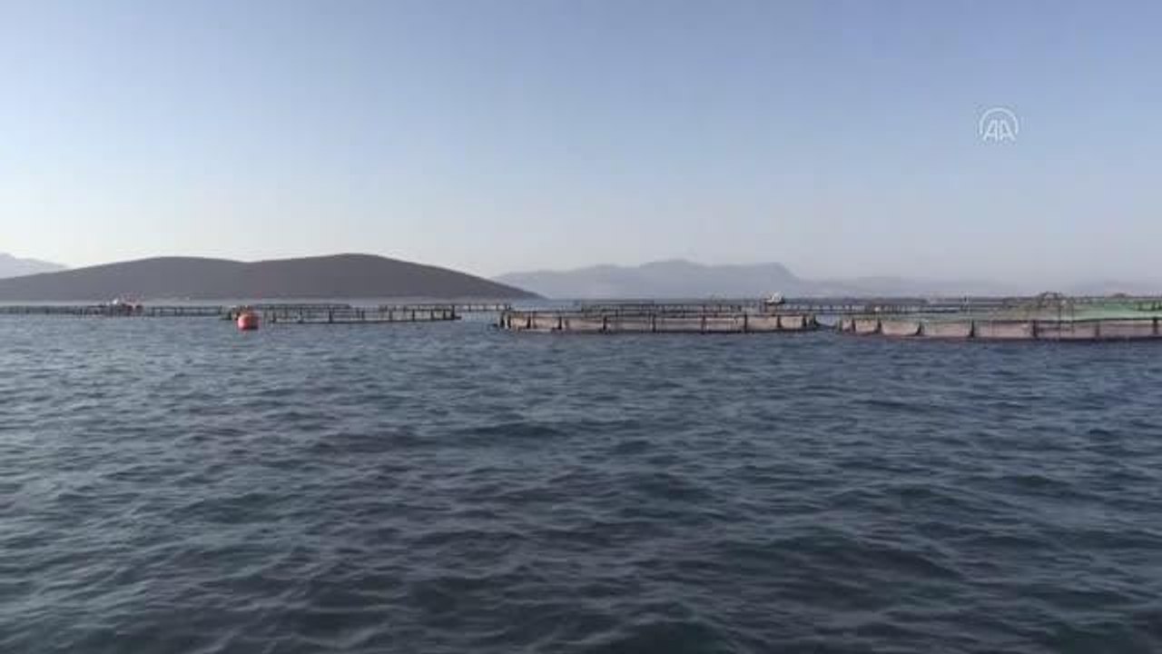 Muğla'nın su ürünleri ihracatı geçen yıl 500 mi...