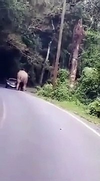 Un éléphant vient s’asseoir sur une voiture de touristes