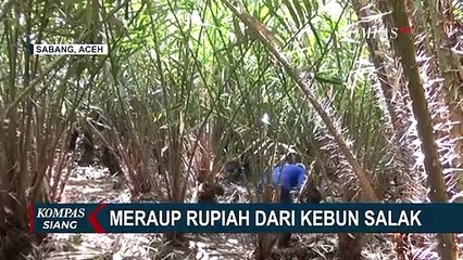 Petani di Sabang Berhasil Menyulap Lahan Tidur jadi Kebun Salak yang Menghasilkan Cuan!
