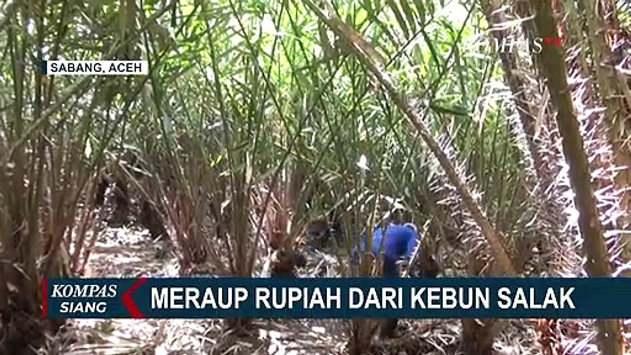 Petani di Sabang Berhasil Menyulap Lahan Tidur...