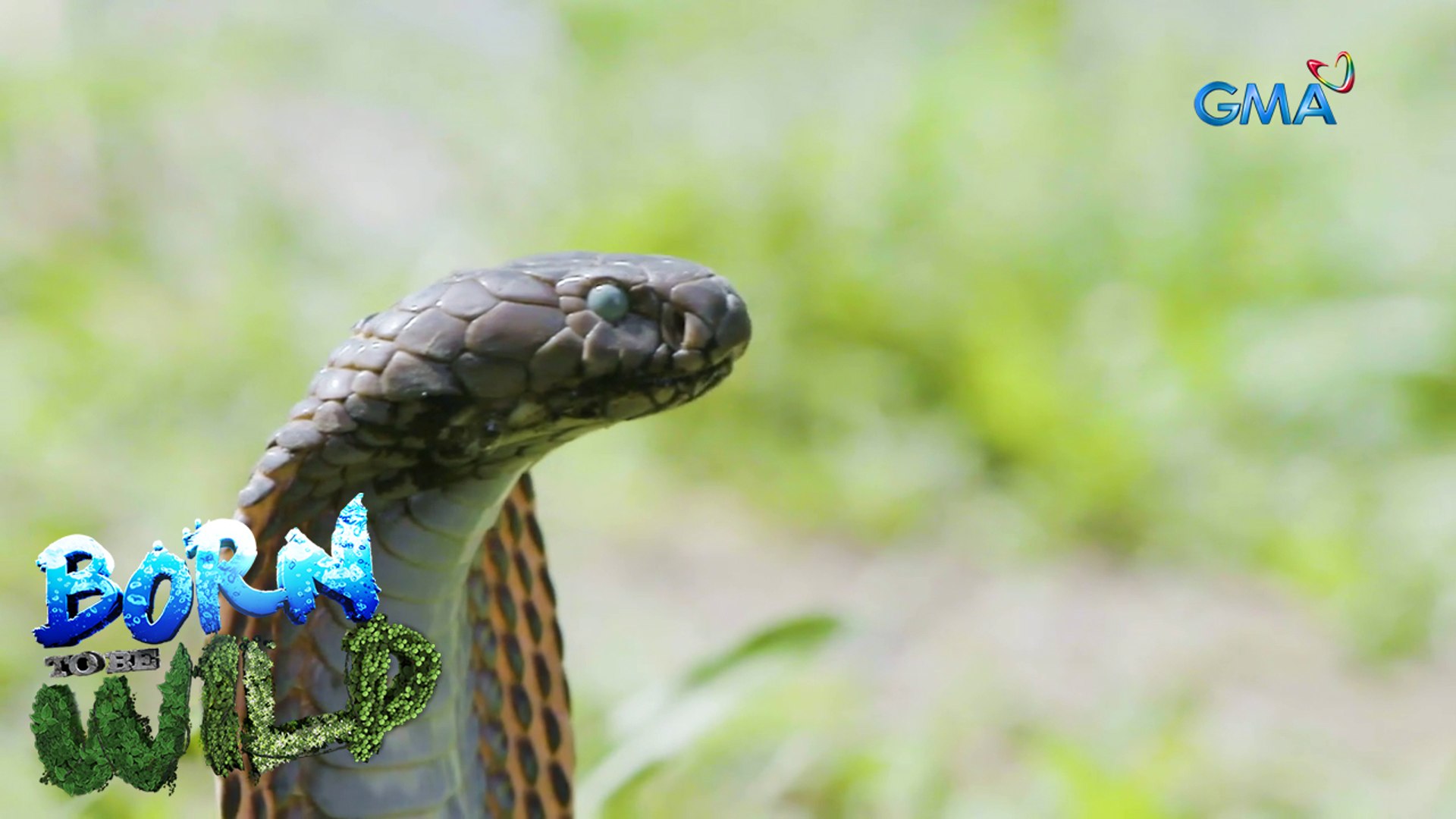Philippine Cobra