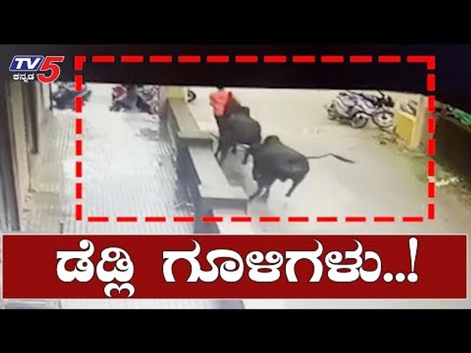 ನಡು ರಸ್ತೆಯಲ್ಲೇ ಕಾಳಗ ಜನರಿಗೆ ಕಿರಿ ಕಿರಿ | Karwar | TV5 Kannada