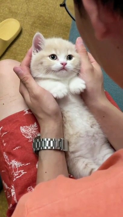 #cat #cute #fyp