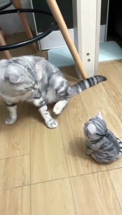 #cat #cute #fypシ #funny